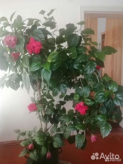 Продам цветы комнатные