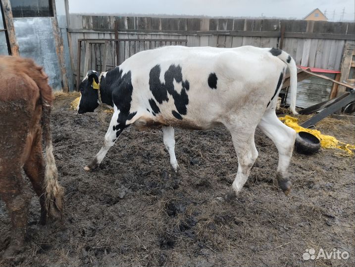 Тёлочки,баран дорпер F2