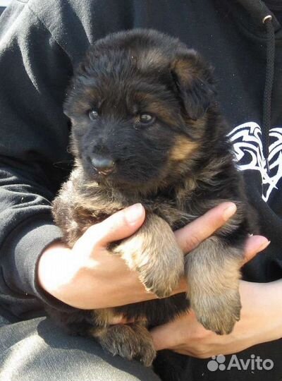 Щенки немецкой овчарки