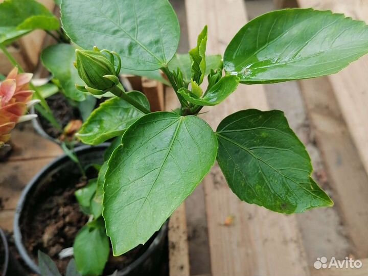 Гибискус жёлтый и красн махровый