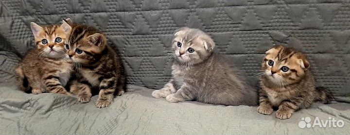 Шотландские вислоухие котята