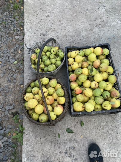 Груши