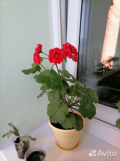 Пеларгония герань