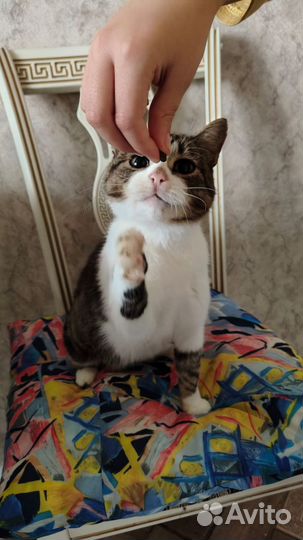 Кошка в дар
