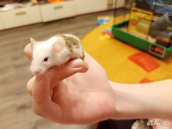 Декоративные мыши