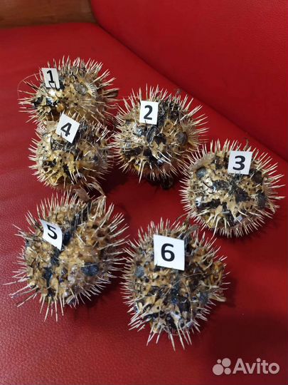 Морская ракушка рыба-ёж