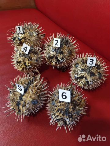 Морская ракушка рыба-ёж