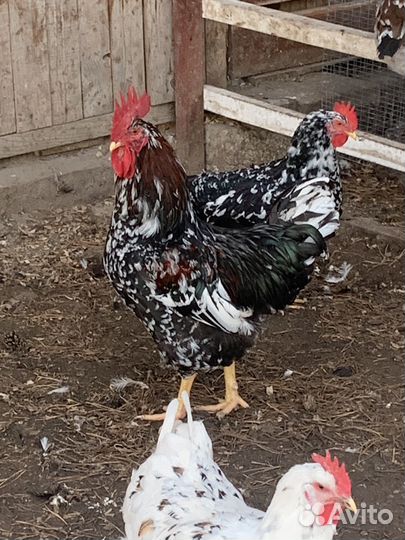 Цыплята кур Ливенская ситцевая