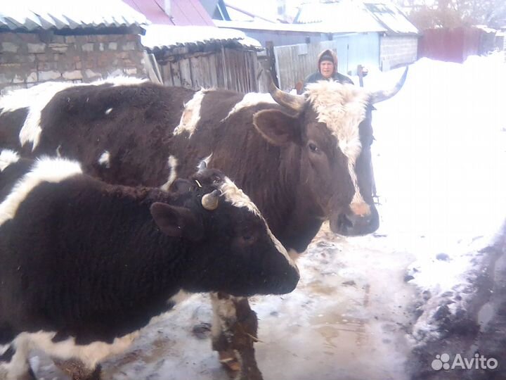 Телка на мясо