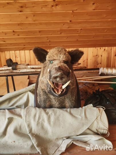 Чучело головы кабана