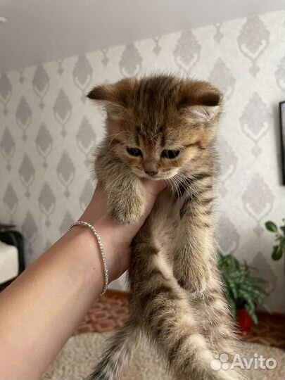 Шотландская кошка