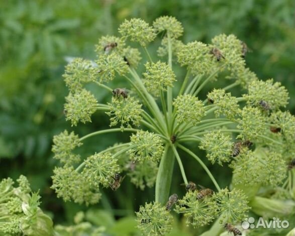 Мёд 2024 года натуральный опт