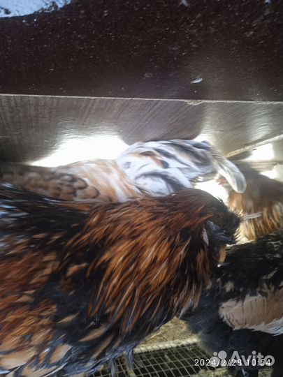 Павловский петух(золото)