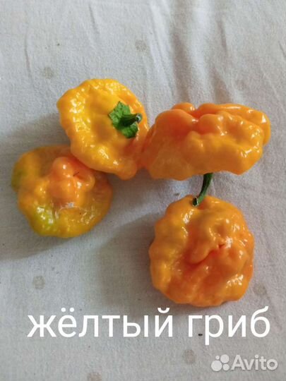 Острый перец. Кайенский перец. Семена