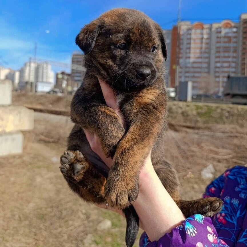 Щенок в добрые руки девочка