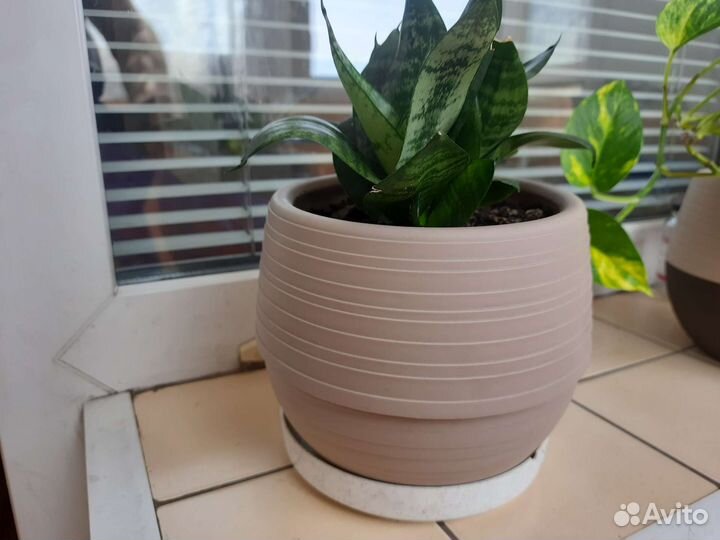 Сансевиерия щучий хвост