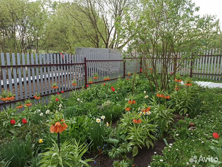 Рябчик императорский