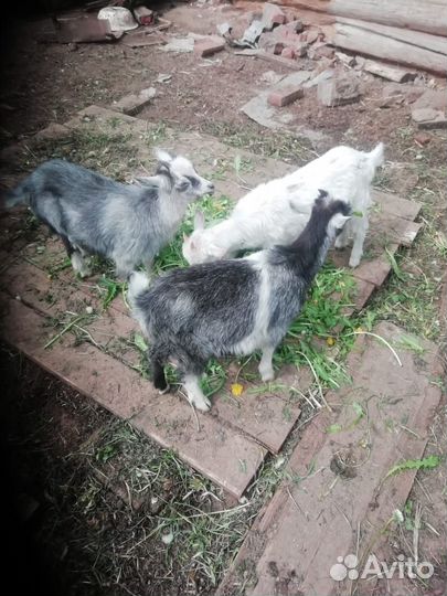 Козы и козлята