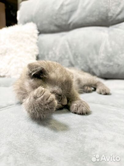 Шотландский котенок