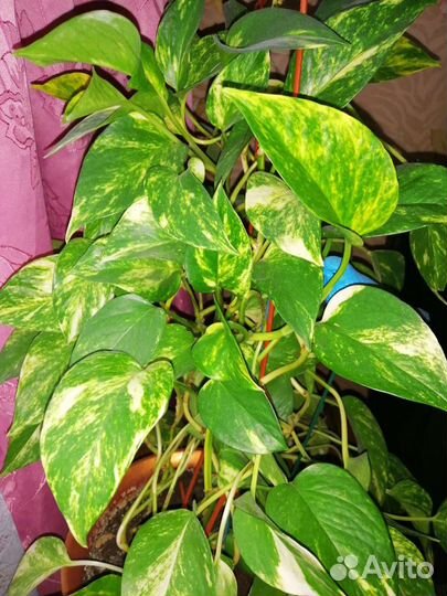 Комнатные цветы