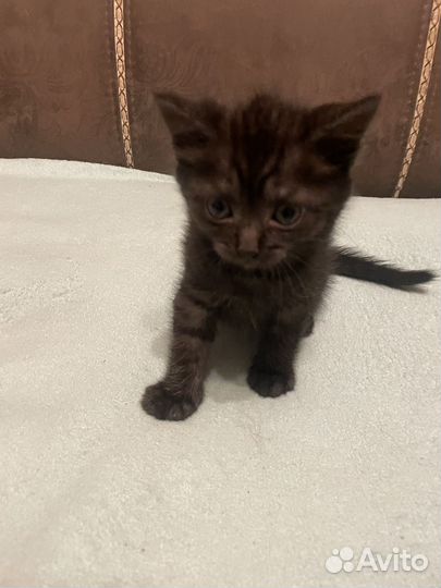 Помесь британец