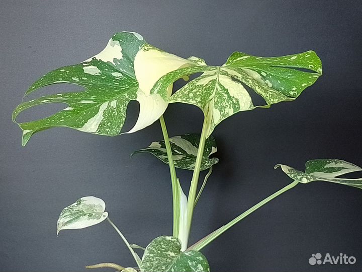 Монстера крем брюле