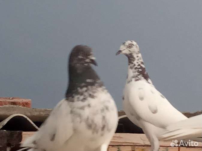 Продажа голубей