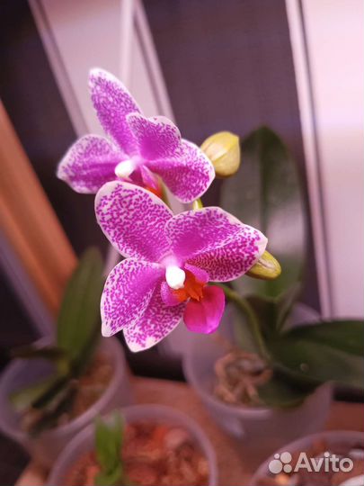 Орхидея сортовая