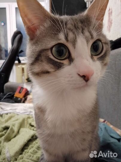 Отдам ласкового кота