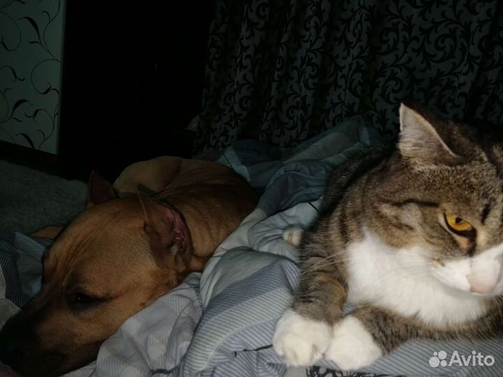 Амстафф Случка