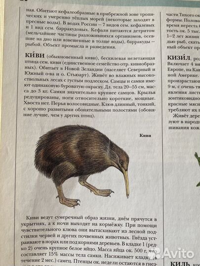 Энциклопедия по биологии