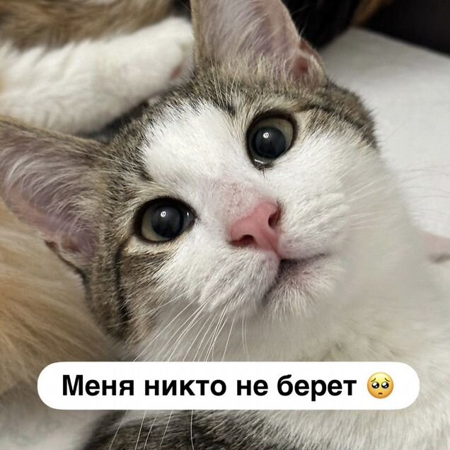 Котёнок в добрые руки