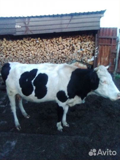 Корова и бычки