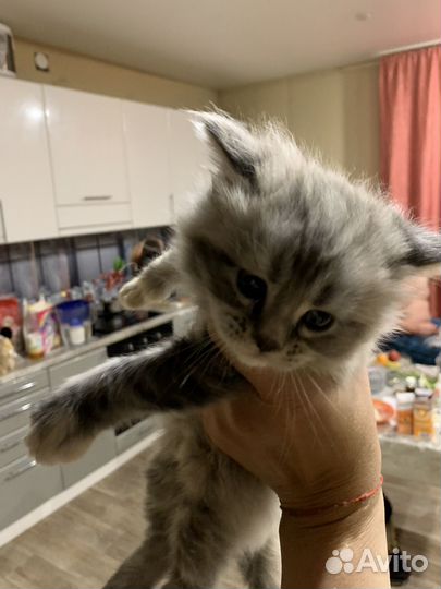 Котята мейн кун