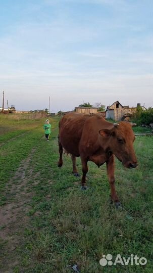 Корова Молочной породы Стельная