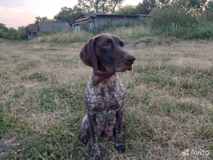 Щенки курцхаара