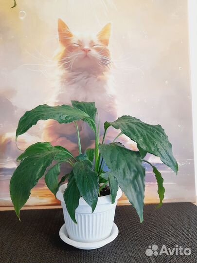 Спатифиллум 26 см