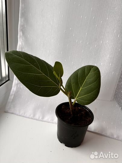 Фикус Бенгальский