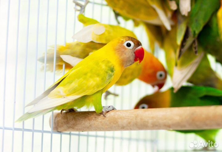 Неразлучник Фишера, Масковые птенцы