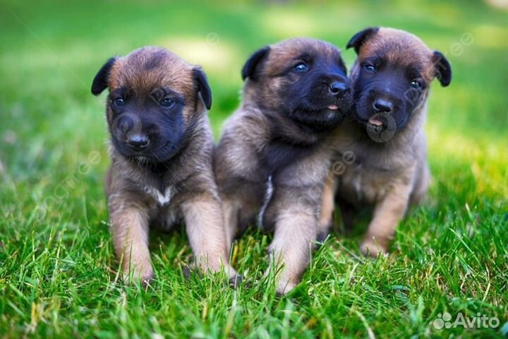 Бельгийская овчарка