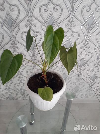 Комнатные растения