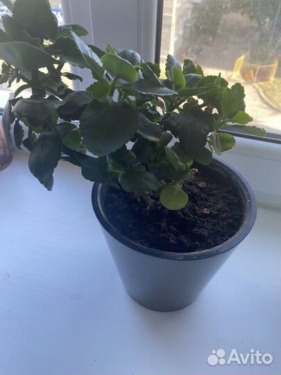 Каланхоэ розовый и красный