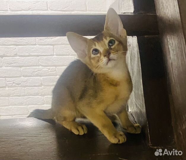 Абиссинские котята