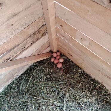 Куры несушки