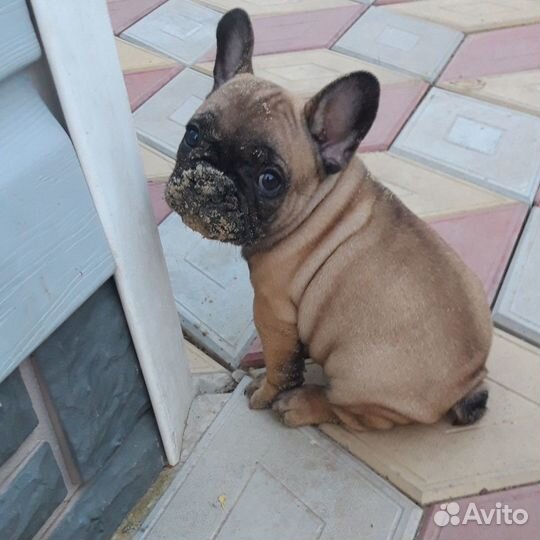 Французский бульдог девочка
