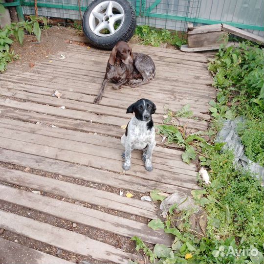 Щенки курцхаара