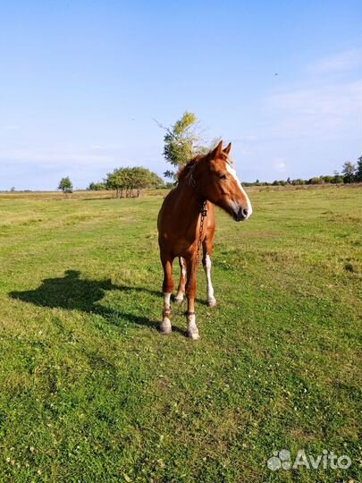 Жеребец тяжеловоз