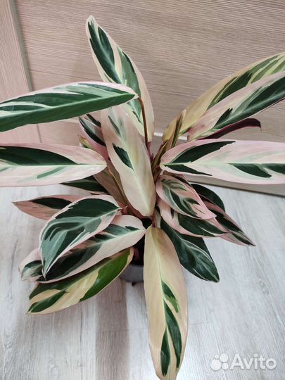 Калатея Триостар