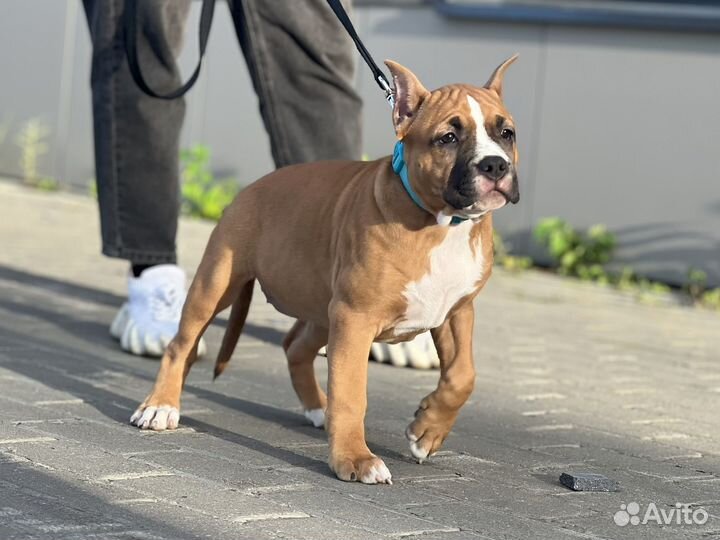 Щенки амстаффа