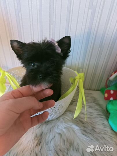 Щенки черного йорка